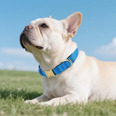 Нашийник для собак Didog з нейлону, м'який, з металевою застібкою, для великих, середніх собак, чорний, M (L: регульована шия 38-58 см, синій)