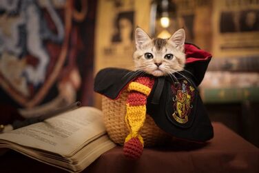 Костюм для собак та котів з окулярами та краваткою, Cosplay, розмір M (Грифіндор)