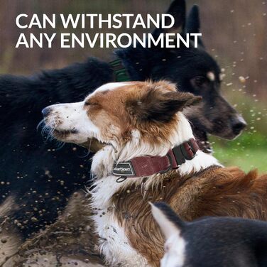 Міцний нашийник для собак великих та середніх порід – регульований, двошаровий нейлон, металева застібка, стійкий до розривів, ідеальний для активних собак (розмір L (38-58 см))