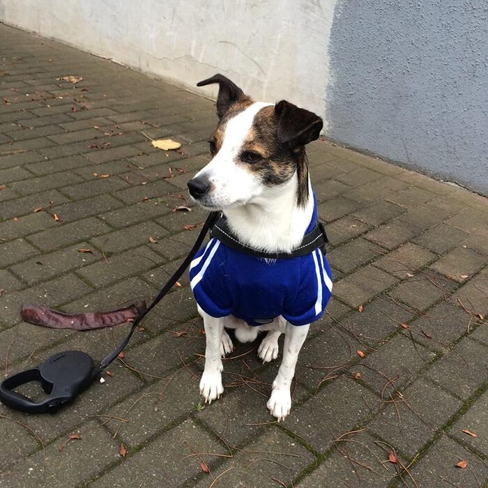 Теплий пуловер/куртка для собак, чорний, розмір 8XL