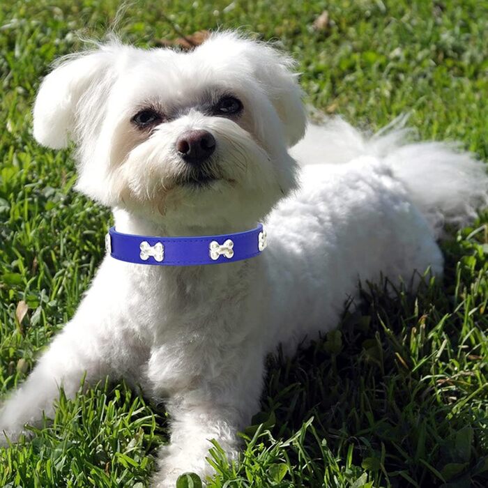 Нашийник для собак з натуральної шкіри, поводок Cobo Set, набір для малих та середніх собак та котів (L, блакитний)