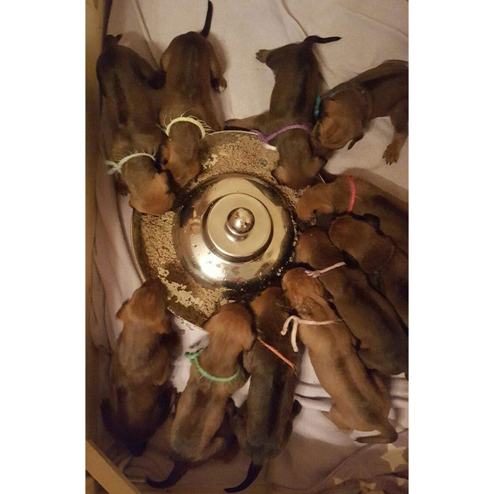 Миска для цуценят SunnyDogs: нержавіюча сталь, діаметр 39 см, з ручкою