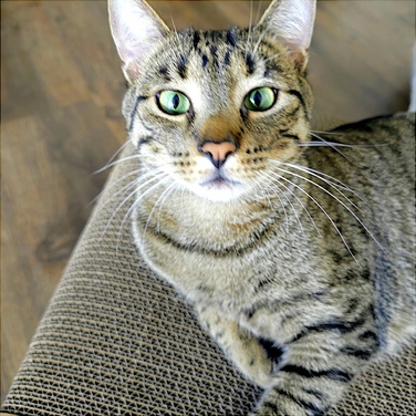 Низька дряпалка-лежанка, килимки для дряпання Mruu&Pruu (до 60 см)