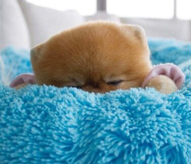 Преміум ортопедичне ліжко для собак великих та екстра-великих порід, Donut ліжко для собак, м'який плюш, кругла собача софа з водонепроникним дном, миється, діаметр 80 см, блакитний колір