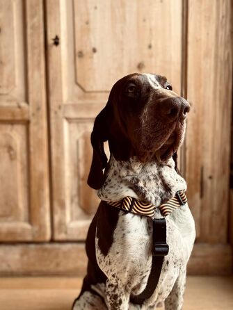 Шлейка для собак ORSO® H-подібна, 5-точкове регулювання, для собак маленьких та середніх порід, жовто-помаранчевий/чорний колір, розмір S