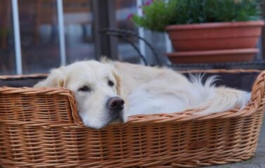 Корзина для собак та котів з плетеної лози з подушкою, 60x43x16 см