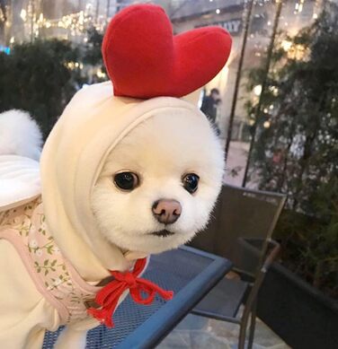 Теплий худі для собак XIAOYU: зручний зимовий одяг для цуценят та собак, теплий комбінезон з капюшоном