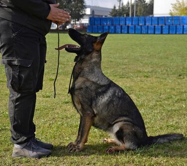 Нашийник для собак Dingo Gear, ручної роботи, міцний шнур, 2 обмежувачі, водонепроникний, для K9-тренувань, IGP, агітація, кусання, слухняність, чорний, L (S04049)
