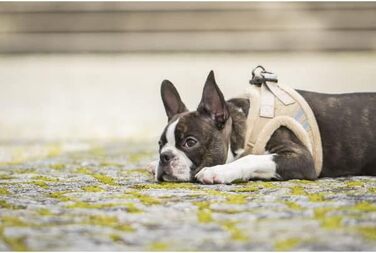 М'який нашийник для собак CHIARA MIA, розмір XL, чорний. Водовідштовхуючий, з регулюванням на липучці, світловідбиваючі смуги.