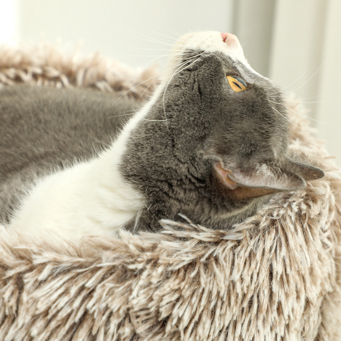 PawHut Котяче дерево висотою 87 см Котяче дерево з ліжком, товстий стовбур, Кігтеточка для кішки з сизалевими кігтеточками, для кішок до 6 кг, Indoor, Brown | Аосом
