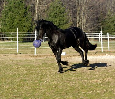 Іграшка м'яч для коней Horsemen Stolz Jolly Ball 25 см, фіолетовий, універсальний
