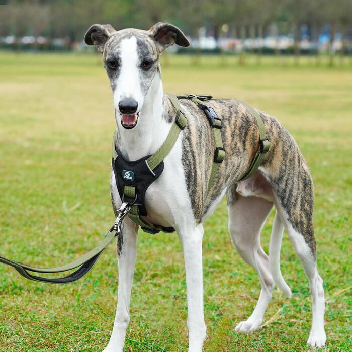 Шлейка для собак Paworld, анти-тяга, шлейка від паніки, анти-вислизання, регульована, дихаюча жилетка для собак маленьких, середніх та великих розмірів (XL) Extra Large (упаковка 1), колір: зелений