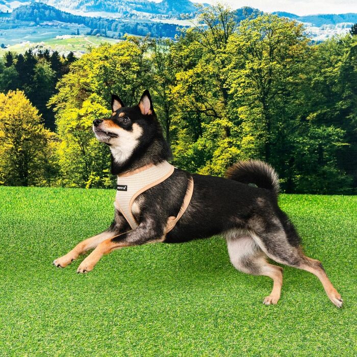 Нашийник для собак Puppia Cynthia з паєтками, блакитний, для маленьких та середніх собак, розмір Small