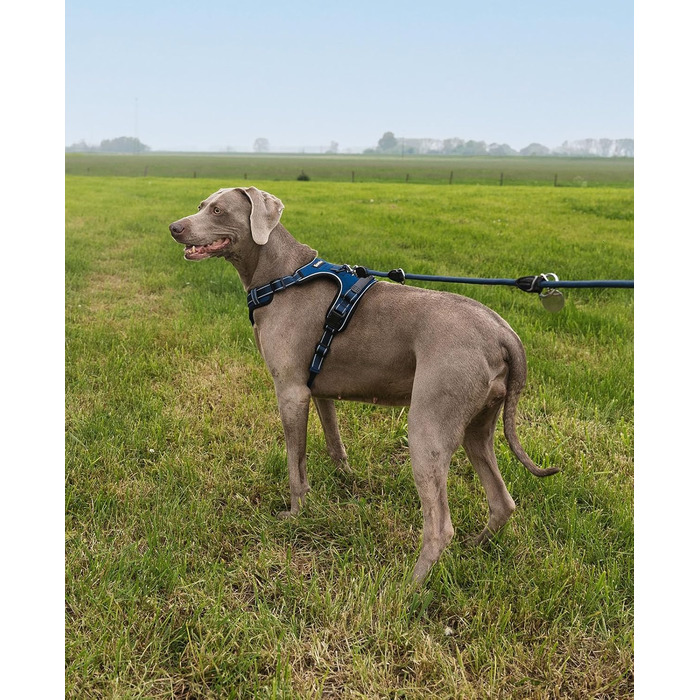 Шлейка для собак Ionto з відбиваючим матеріалом, синього кольору, розмір XL, з двома кільцями та 4 ремінцями, з Kick-застібками та гумовим руків'ям