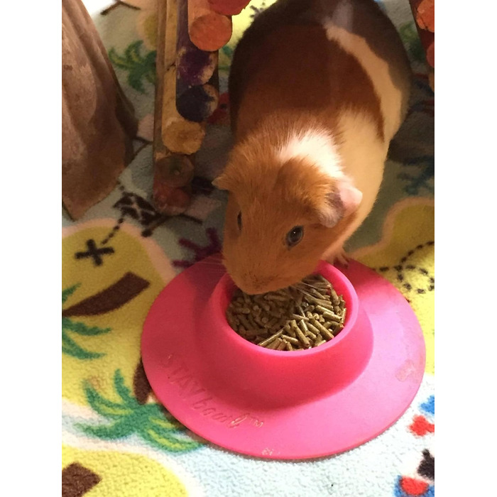 STAYbowl Futternapf: годівниця для морських свинок та інших дрібних домашніх тварин, ергономічна, 60 мл, рожева