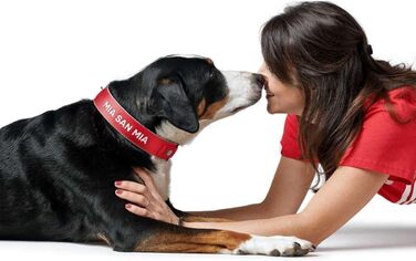 Нашийник для собак Hunter Neopren Reflect FC Bayern München, сірий (червоний, S-M (45))