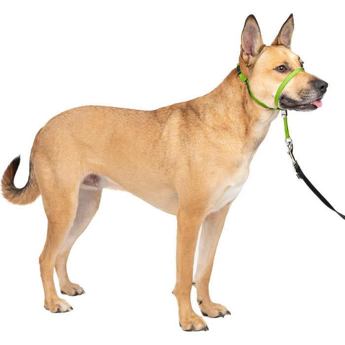 PetSafe Sanfter Führer нашийник для дресирування з DVD (яблучно-зелений, Medium)