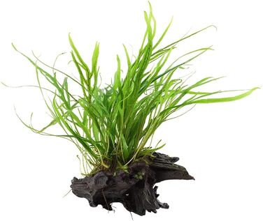 Акваріумна рослина Microsorum pteropus 'Trident' на корчі, водна рослина з кореневищем для акваріума