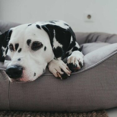 Диванчик для собак HUNTER Lancaster L, сірий, 100 x 70 см