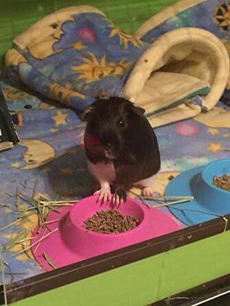 STAYbowl: ергономічна годівниця для морських свинок та інших дрібних тварин, 1/4 чашки, фіолетова