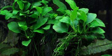 Акваріумна рослина Hygrophila corymbosa 'Compact', 3 шт — водна рослина для акваріума, стеблова, з розвиненою кореневою системою, легка у догляді, для акваскейпінгу та декору (Anubias 'Petite')