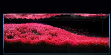 LED-освітлення для акваріума LUMI FLORA, комплект 2x60см, світлодіоди 5730 RGB