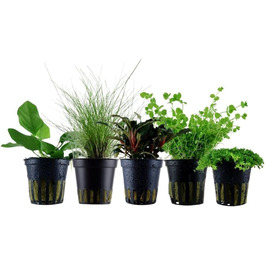 Набір із 5 акваріумних рослин для переднього плану: Alternanthera, Lilaeopsis, Helanthium, Micranthemum від AquaOne