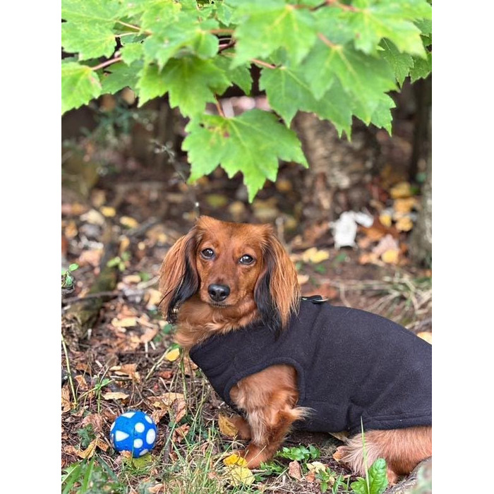 Тепла жилетка JACKO & CO для собак та котів з кільцем для повідка, чорна, розмір XXL (10,8-15,9кг)