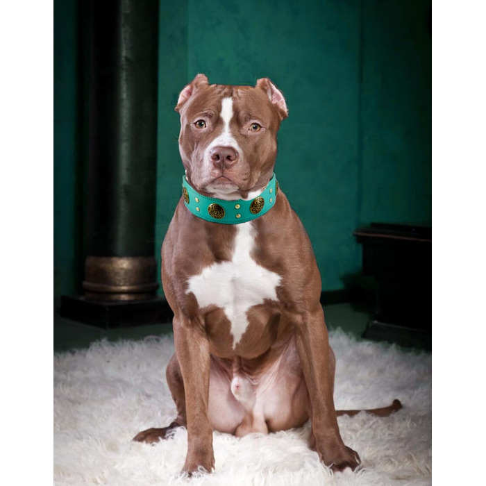 Нашийник для собак середніх порід Comfluxe з екошкіри, 5.1 см, міцний, з металевою застібкою, блакитно-зелений, з дизайном 