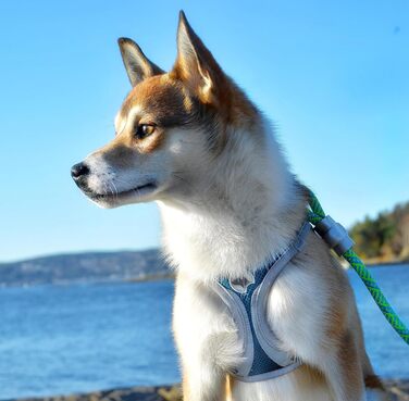 Трекінгові шкарпетки Croci Leopard - 350 г, розмір M, колір ARMY PINK