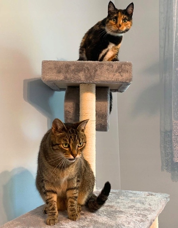 Високий когтеточка-комплекс із лежаком та стовпчиком для кігтів Petstory 101 — 160 см