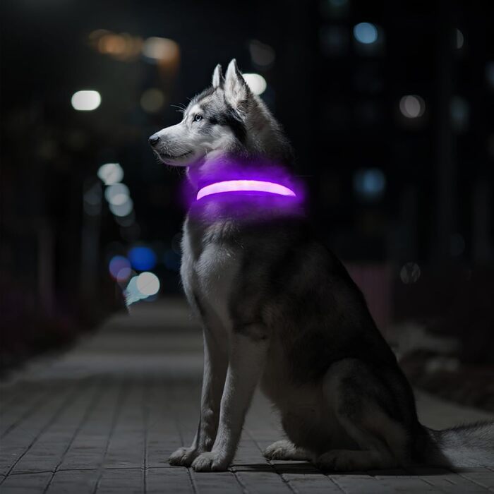 Світловідбиваючий нашийник для собак ASBRILL з USB-C, LED нашийник для собак, регульований, водонепроникний, 3 режими світіння, для малих, середніх та великих собак (L, фіолетовий)