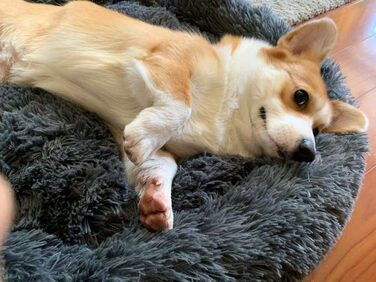 М'яке ліжко-софа для собак Deluxe, кругла, з плюшу, 60 см, для великих та екстра-великих собак та котів, водонепроникне дно, темно-сірий