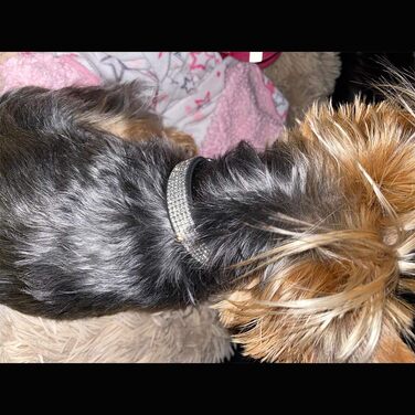 Нашийник та поводок для собак ETOPARS з стразами та кристалами, набір для собак та котів, чорний