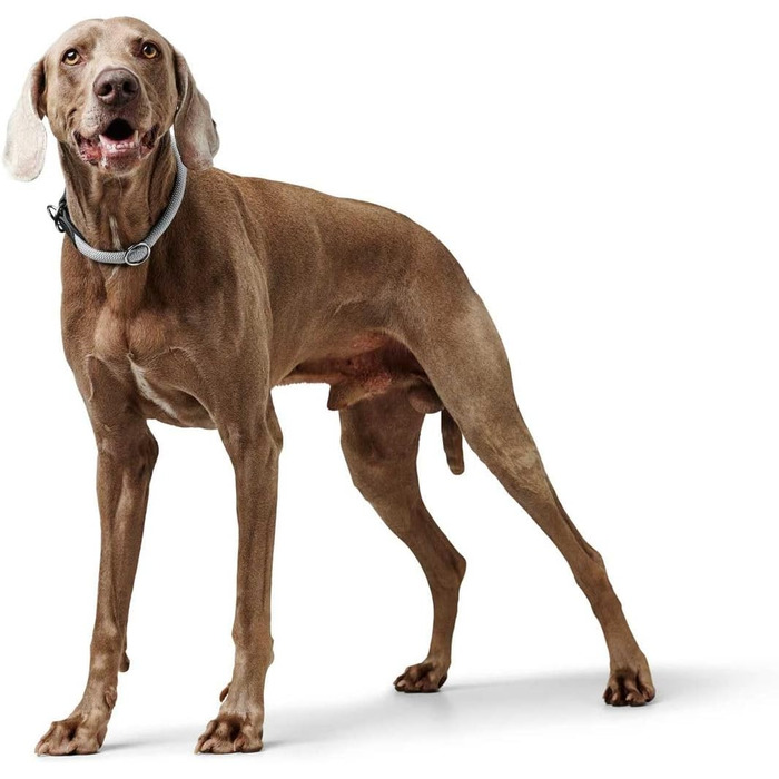 HUNTER Dressurhalsung FREESTYLE EIBY сірого кольору, розмір M-L: м'який матеріал, регульована висота, надійна фурнітура, для тренувань та прогулянок