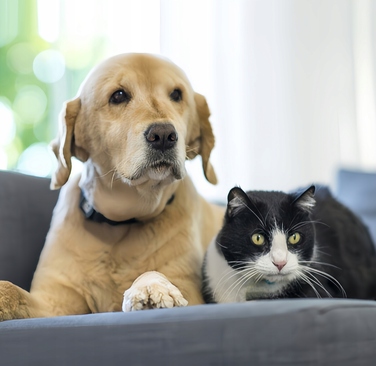 GPS-трекер для собак та котів: міні-нашийник для тварин без абонплати з додатком