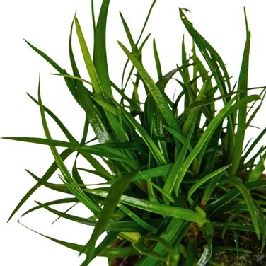 Водорості AquaOne Eriocaulon 'Vietnam', 3 шт. – акваріумна рослина для середнього плану, повністю вкорінена, для акваскейпу та декору