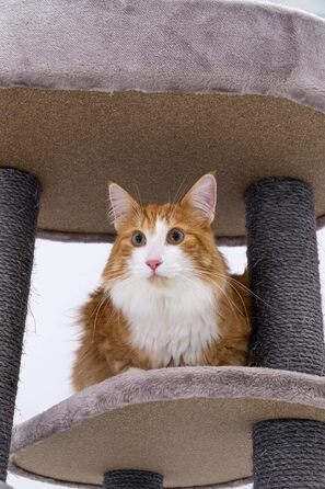 Котячий дерев'яний комплекс Petrebels Charlotte 134 см, преміум-якість, з гамаком, лежаком та будиночком, колір капучино