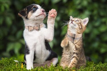 Нашийник для собак, цуценят та котів, комплект з 3 шт., з бантиком та дзвіночком, 9''-11.5'', Бежевий