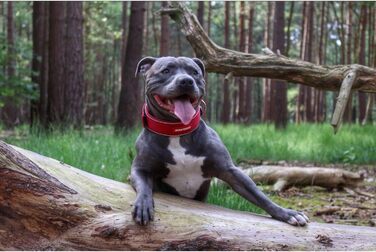 Широкий нашийник для великих собак EzyDog Neo Wide, неопреновий, водонепроникний, з відбивачем, рожевий камуфляж, 3XL