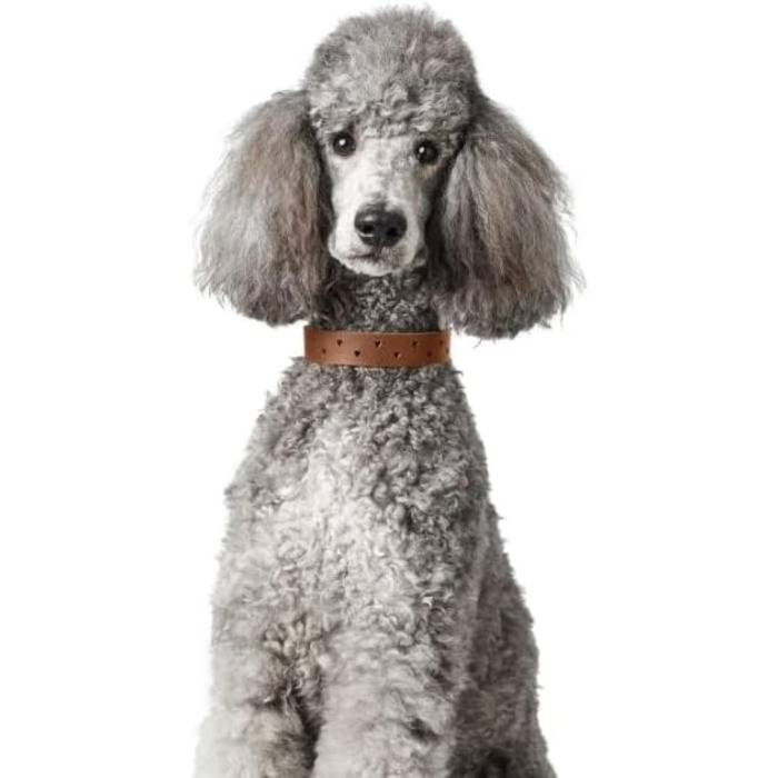 Нашийник для собак HUNTER Aalborg Soul, колір коньячний з сердечком, міцний, розмір 30