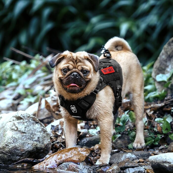 Тактичний нашийник для собак OneTigris FIRE WATCHER, 1000D нейлон, чорний (XXS)