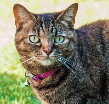 Нашийник для котів Rogz Reflektive Pink Rose Small з самовідкривним застібкою та дзвіночком, регульований, для більшості порід