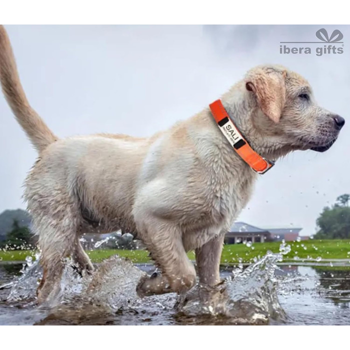 Персоналізований нашийник для собак, з іменем, середнього розміру, 35-50 см, світловідбиваючий (чорний, M)