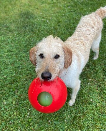 Іграшка для собак Jolly Pets Teaser Ball, 15 см, червона