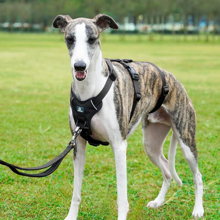 Пауерлд: Безпечна шлейка для собак, анти-тяга, паніка-шлейка, захист від втечі, регульована, дихаюча жилетка для собак (Чорний, XL) Екстра велика (упаковка з 1) Чорний