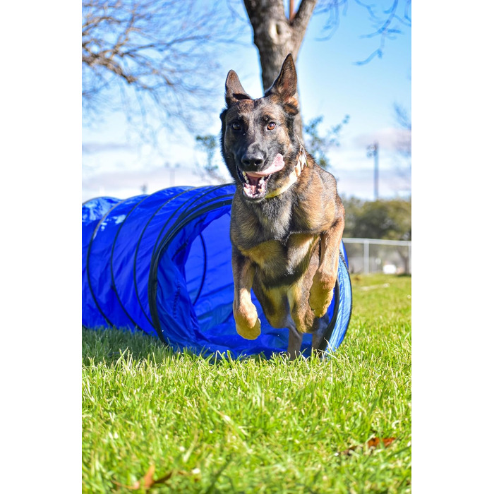 Набір для аджиліті для собак Better Sporting Dogs Deluxe: 7 елементів | Стрибки, тунелі, weave-стійки, бокс для відпочинку
