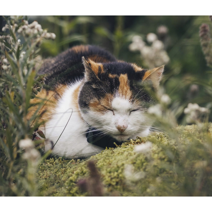 GPS-трекер Tractive CAT Mini для котів, темно-синій