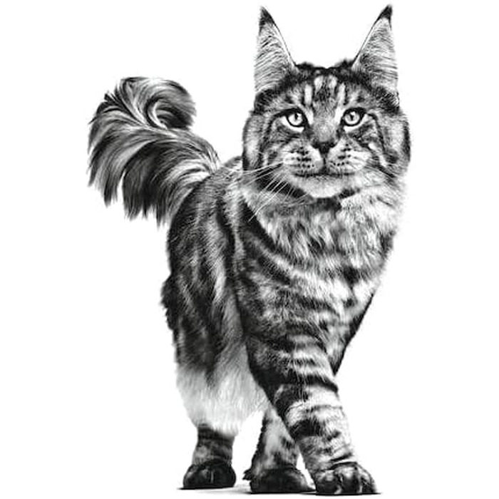 Ветеринарний корм для котів Gastrointestinal з рисом, сухий корм для лікувальної дієти, 2 кг