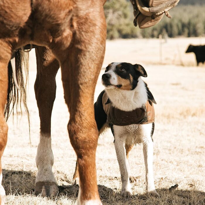 Куртка робоча Carhartt для собак, утеплена, модель Duck Chore Coat, розмір Small, колір Tiefwein